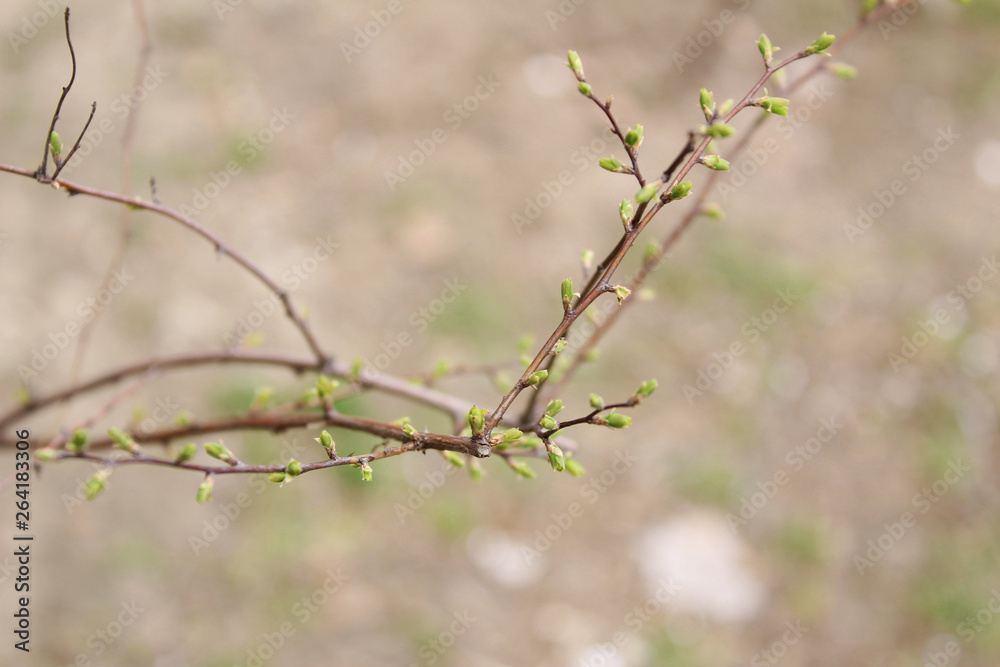 Spring. Beautiful branches with buds. Unbroken leaves.
