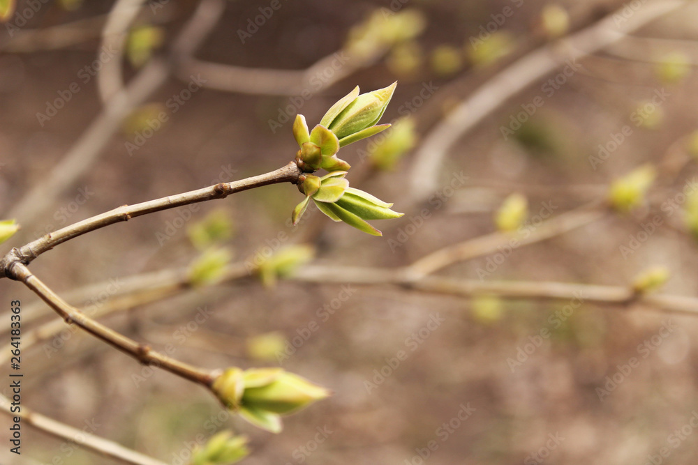 Spring. Beautiful branches with buds. Unbroken leaves.