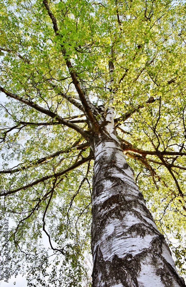 Fototapeta premium Birch stem closClose up of Birch stem and green Spring leavese up