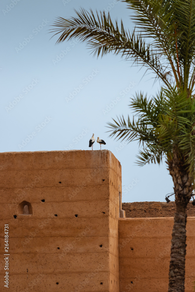 Pair of storks resting at the top of a building in Marrakesh, Morocco