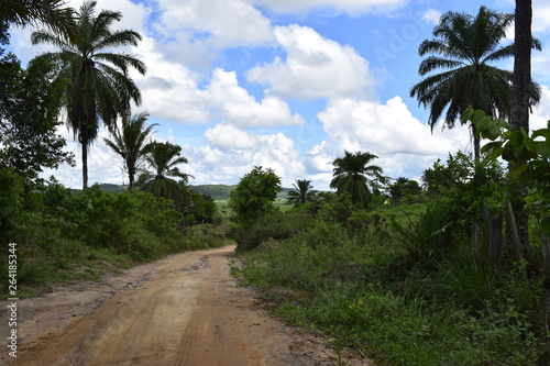 Estrada de terra através de floresta tropical. Palmeira, céu azul e nuvem cumulus.