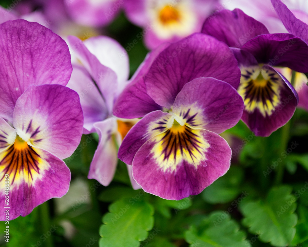 Flores de pensamiento en violeta. Plantas ornamentales. Stock Photo | Adobe  Stock
