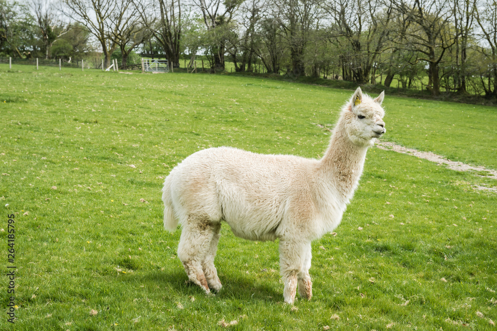 llama in a field