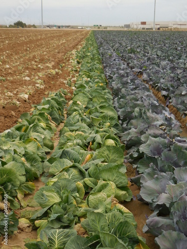 Arizona greena and red cabbage field harvest photo