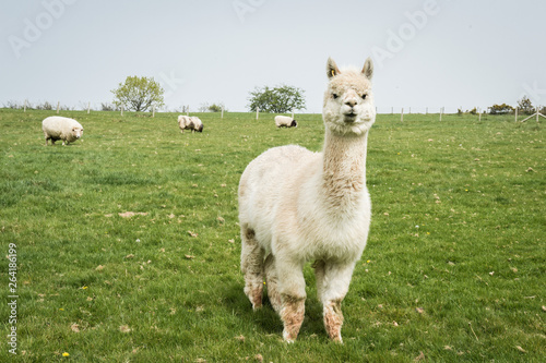 alpaca on a meadow photo