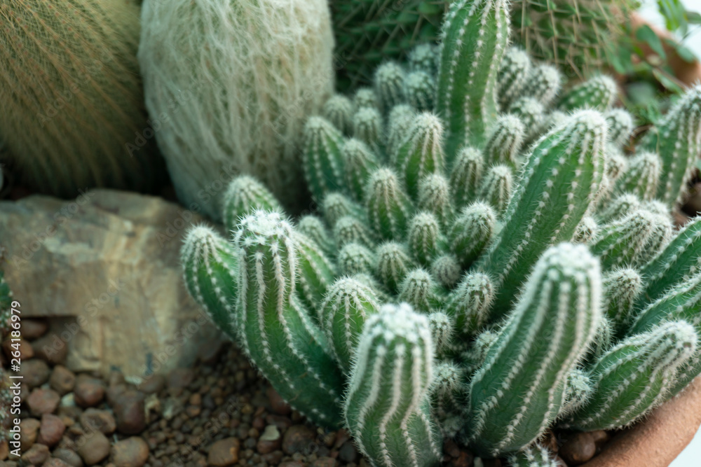 Cactus is a perennial shrub. Cactus is a perennial shrub.