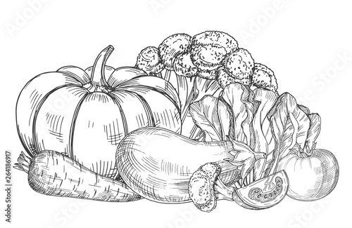 Sketch of fresh farm vegetables vector illustration. Pumpkin and tomato, carrot and pepper