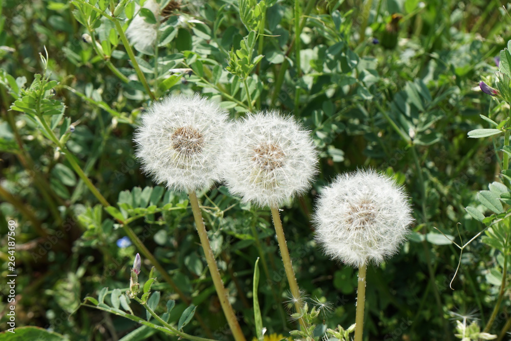 Fototapeta premium タンポポ