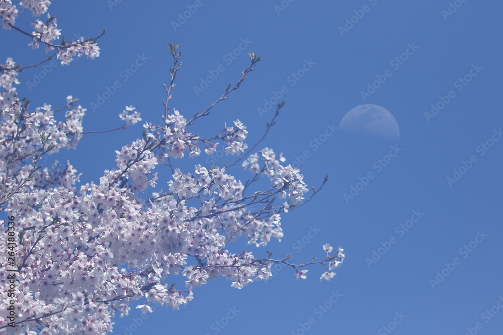満開の桜と月（多重露光です）