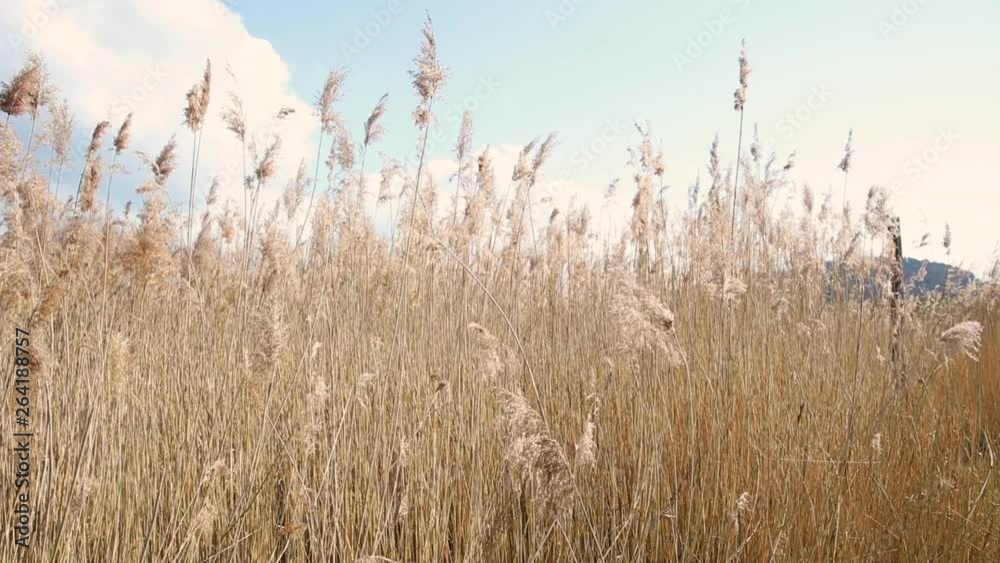 closeup to high grass swaying in the wind closeup to high grass swaying in the wind