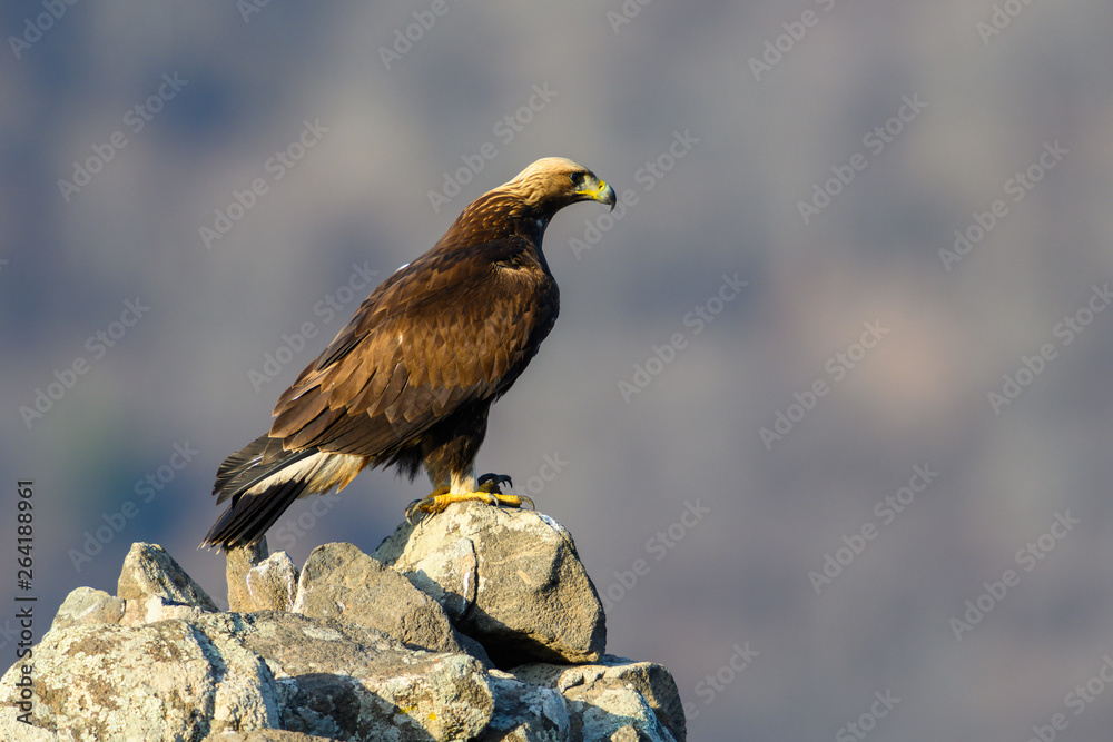 Fototapeta premium Goldean Eagle (Aquila chrysaetos) at mountain meadow in Eastern Rhodopes, Bulgaria