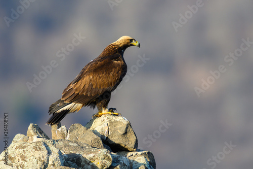 Goldean Eagle (Aquila chrysaetos) at mountain meadow in Eastern Rhodopes, Bulgaria