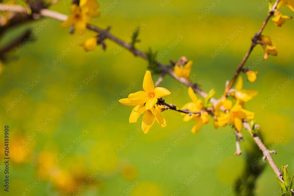Glebe Pracht der Natur Glebe Pracht der Natur