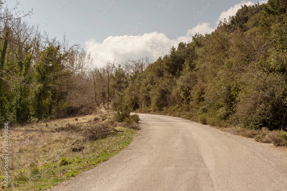 Fototapeta premium The rural road and trees (Greece, Peloponnese).
