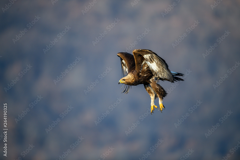 Fototapeta premium Goldean Eagle (Aquila chrysaetos) at mountain meadow in Eastern Rhodopes, Bulgaria