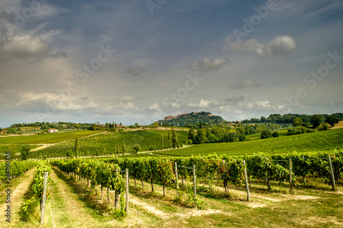 Vineyards in Montepulciano  Tuscany  Italy