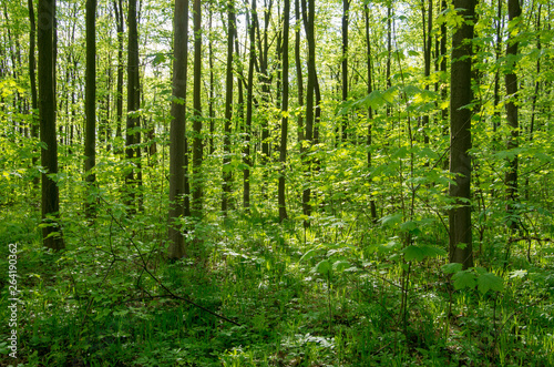 Forest trees. nature green wood sunlight backgrounds