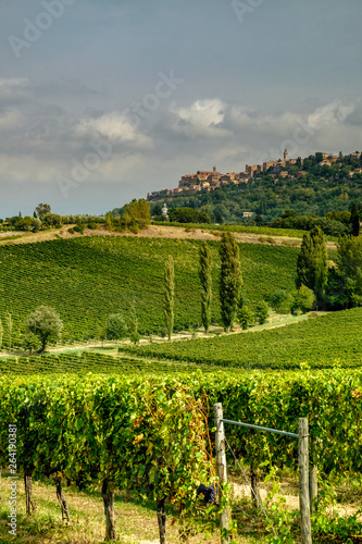 Vineyards in Montepulciano, Tuscany, Italy