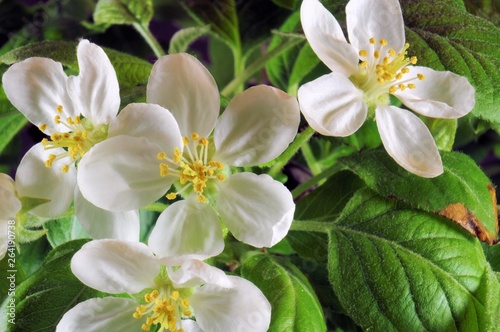 White apple flowers with leaves.
