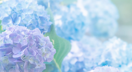 Canvas schilderij Blauw Hortensia bloemen in close-up  © photolink