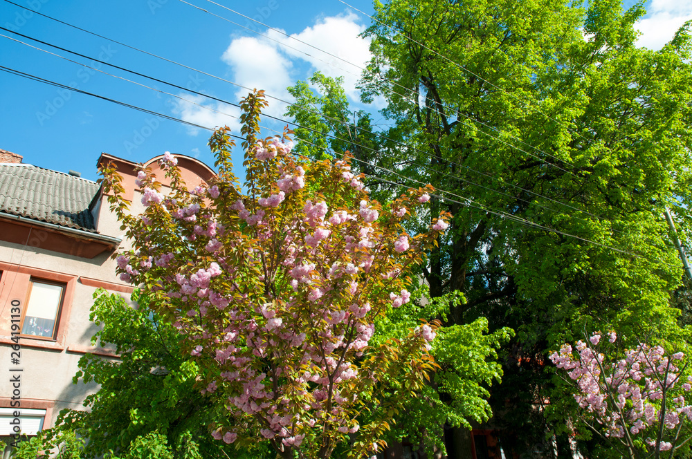 blooming sakura spring in the city under an open blue sky next to green trees and bushes blooming sakura spring in the city under an open blue sky next to green trees and bushes