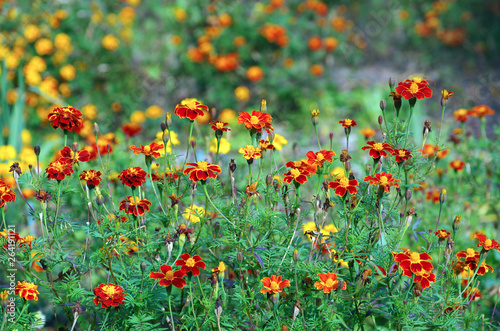 beautiful background with blooming bright Tagetes