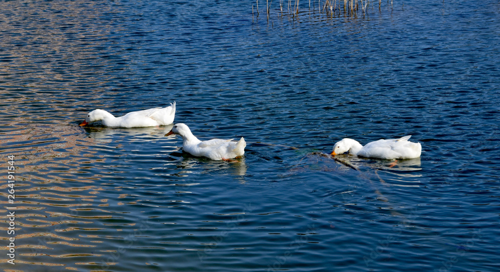 Fototapeta premium Ducks in the pond