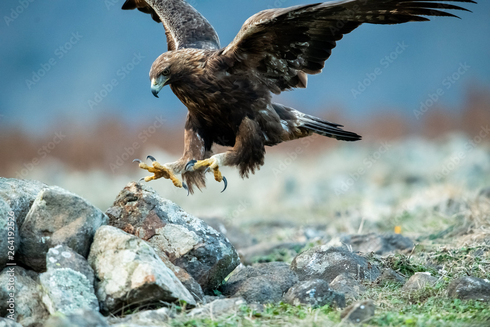 Fototapeta premium Hunting Goldean Eagle (Aquila chrysaetos) at mountain meadow in Eastern Rhodopes, Bulgaria