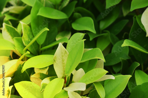 green leaves background