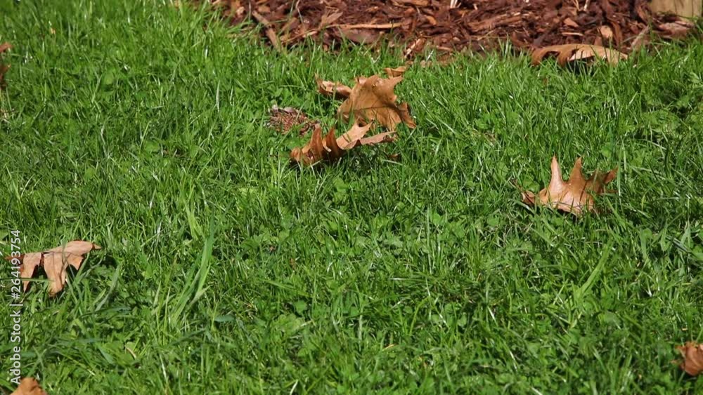the leaves are lying on the grass, moving with gusts of wind the leaves are lying on the grass, moving with gusts of wind