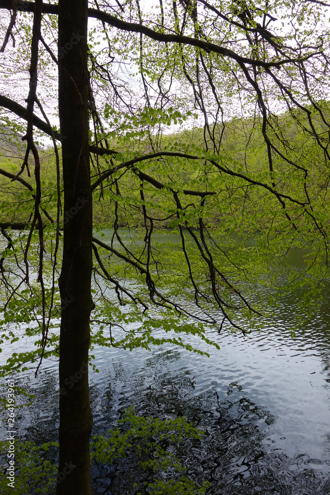 Naklejka premium Tree on shore of lake