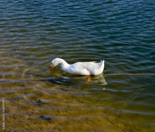 Ducks in the pond
