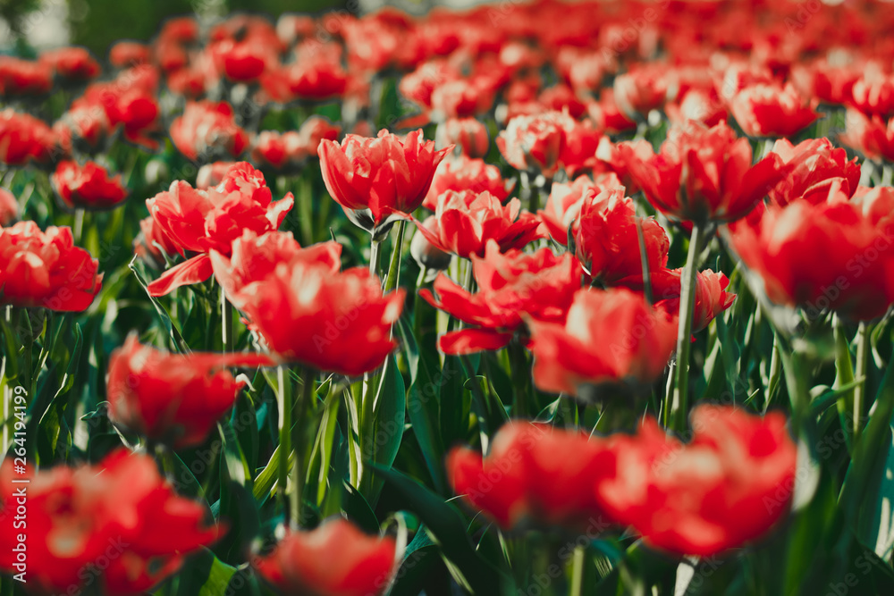 Coral red tulip field close up shallow depth of field Coral red tulip field close up shallow depth of field