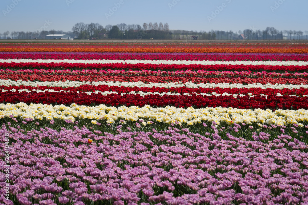 Blooming tulips near Emmeloord, Netherlands