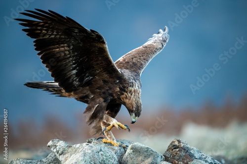 Hunting Goldean Eagle (Aquila chrysaetos) at mountain meadow in Eastern Rhodopes, Bulgaria