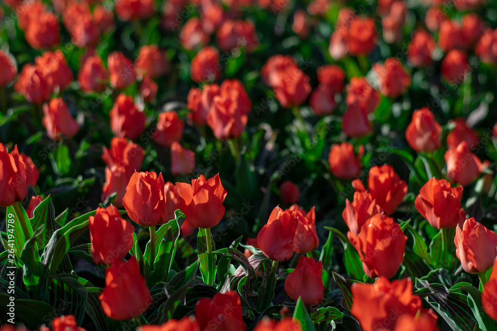 Coral red tulip field close up shallow depth of field Coral red tulip field close up shallow depth of field