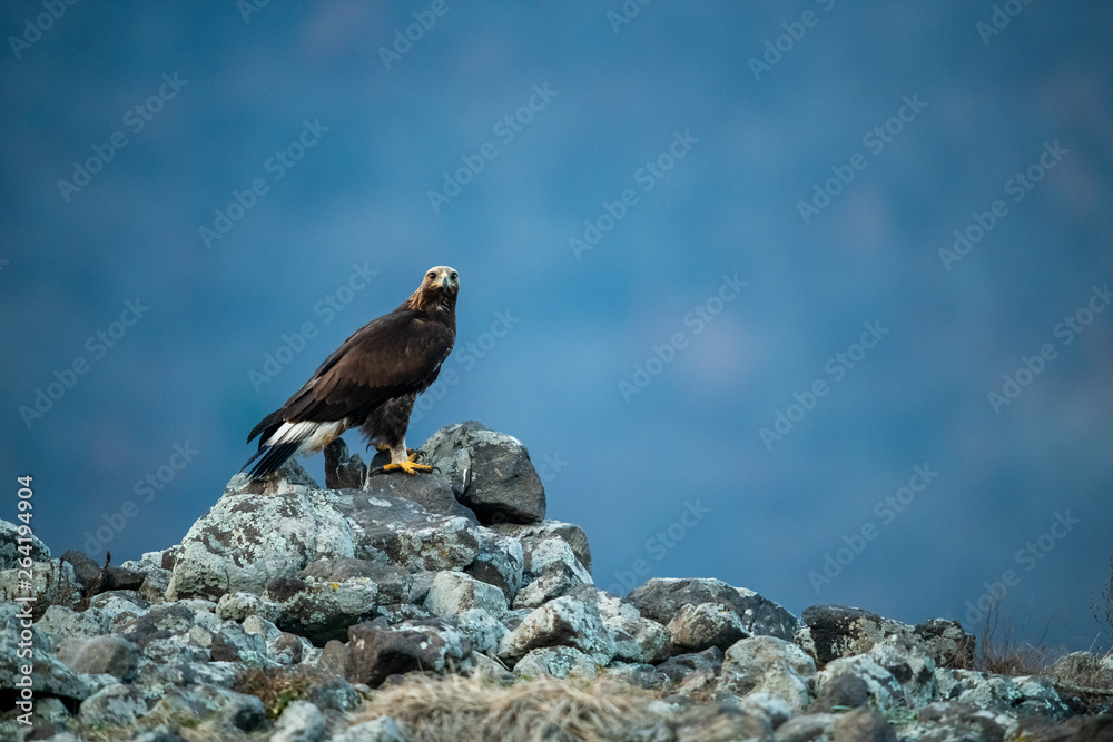 Goldean Eagle (Aquila chrysaetos) at mountain meadow in Eastern Rhodopes, Bulgaria