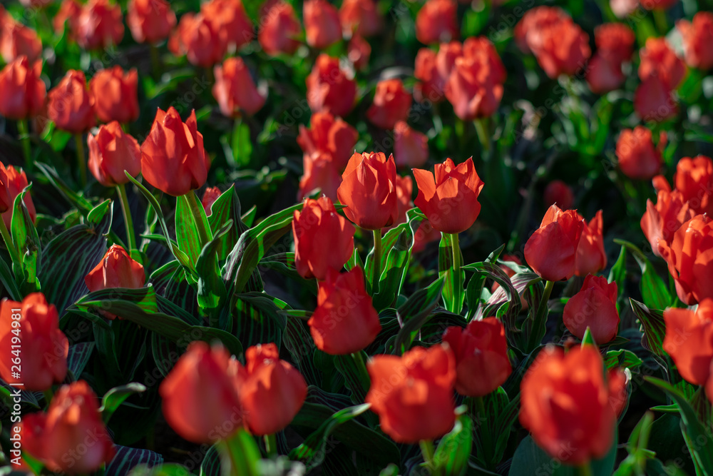 Coral red tulip field close up shallow depth of field Coral red tulip field close up shallow depth of field