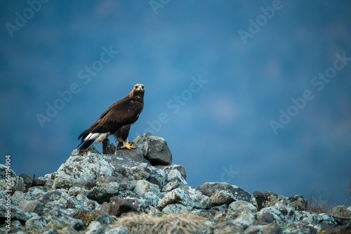 Obraz na płótnie Goldean Eagle (Aquila chrysaetos) at mountain meadow in Eastern Rhodopes, Bulgaria w salonie
