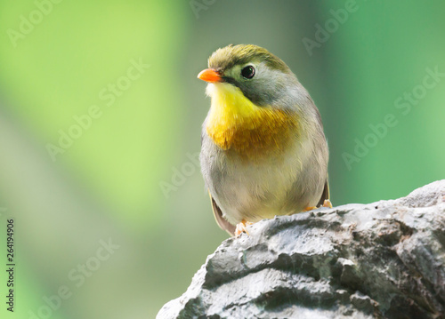 Red-billed leiothrix. The bird inhabits the mountain systems from the Himalayas in the West to the lower reaches of the Yangtze in the East. Painted this bird (its length is about 15 cm) is quite brig