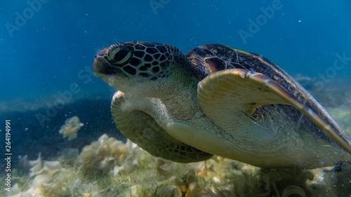 Close encounter with a green sea turtle feeding on sea grass in a shallow and sandy reef.