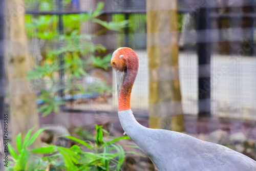 Chai nat Thailand December 26 2019 see birds at Chai NAT Bird Park is a place of chainat province. Bird cage is the biggest in Asia, covering an area of 26 hectares and contains various species birds. photo