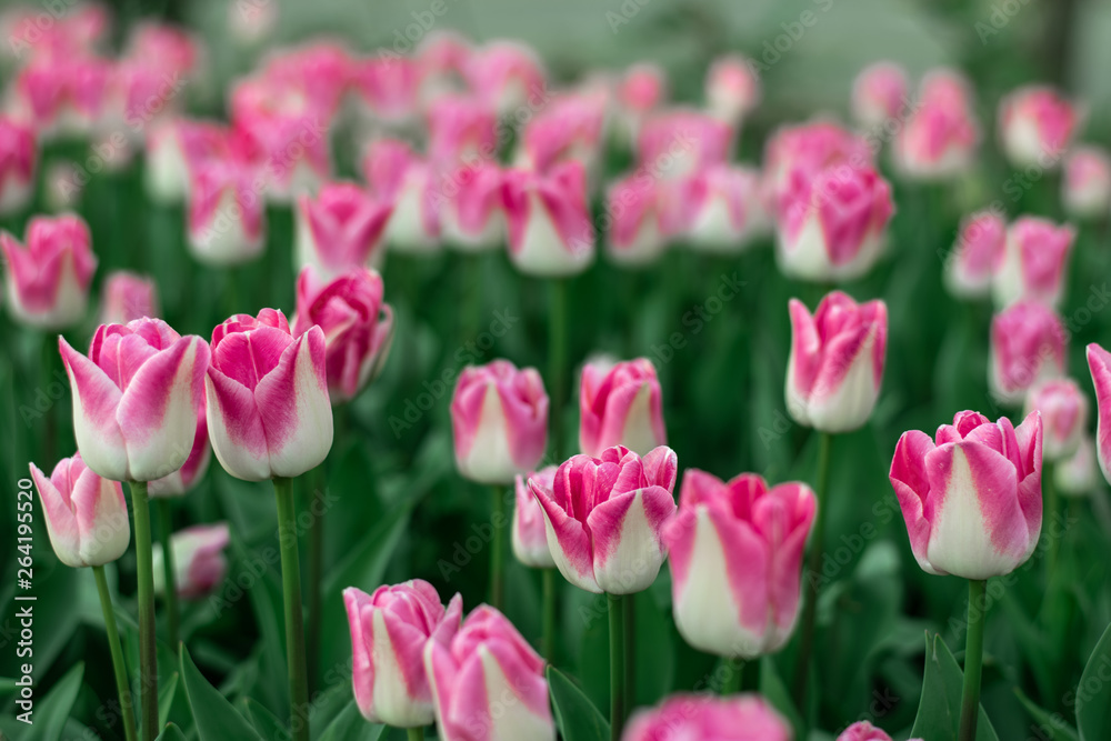 close-up pink tulips spring mood