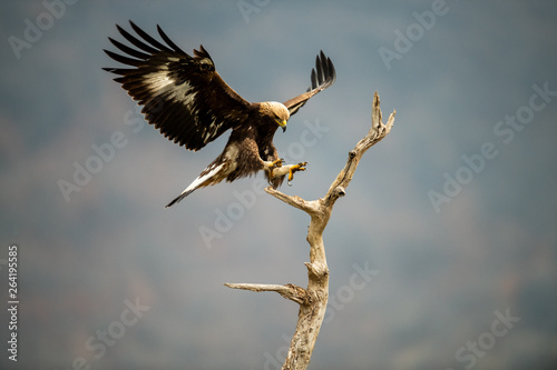 Goldean Eagle (Aquila chrysaetos) at mountain meadow in Eastern Rhodopes, Bulgaria