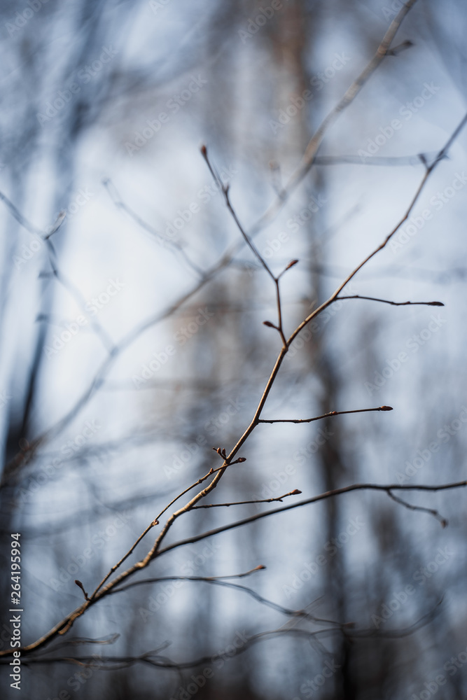 branches of a tree branches of a tree