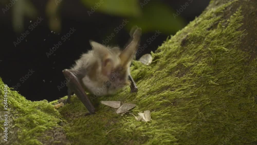 A bat (Microchiroptera) at night eats a moth on a tree (close-up)