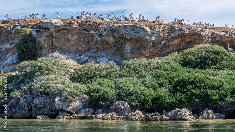 Great colony of pelicans on a cliff top on Penguin Island, Rockingham, Western Australia
