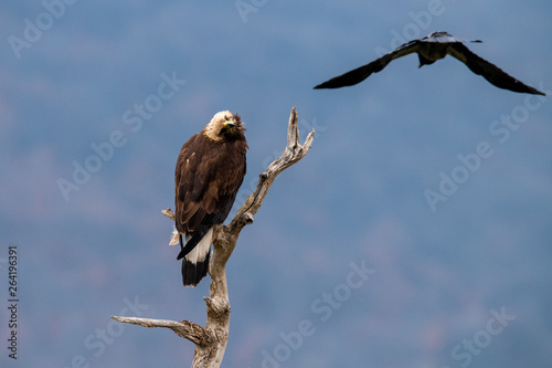 Obraz na płótnie Goldean Eagle (Aquila chrysaetos) and crow at mountain meadow in Eastern Rhodopes, Bulgaria w salonie