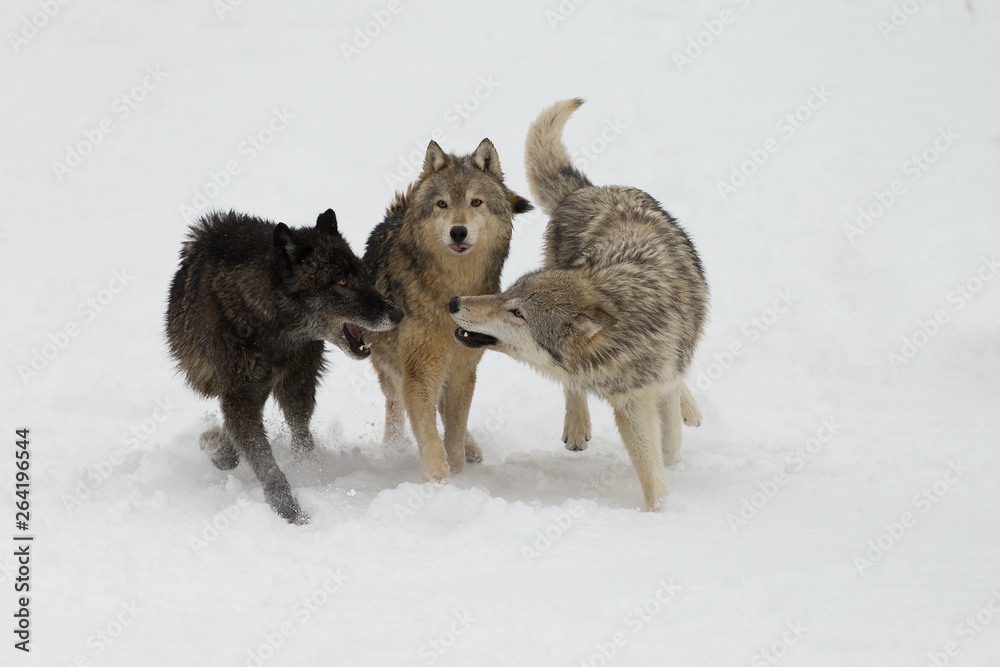 Grey Wolf pack in western US in Winter