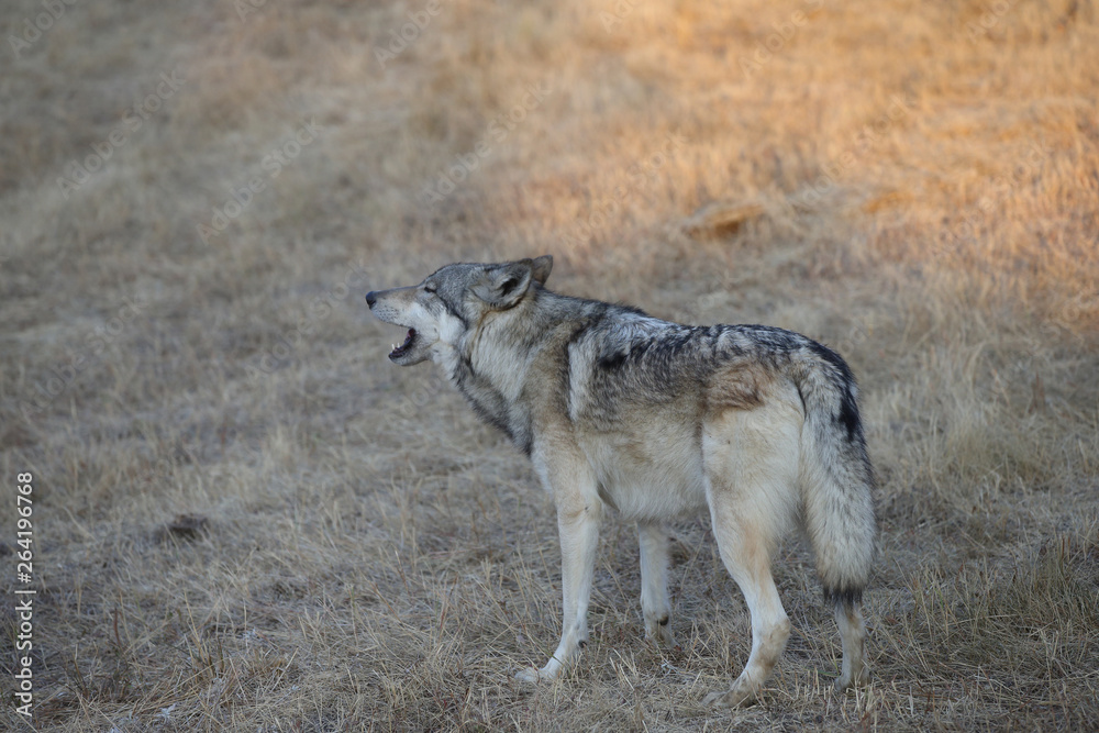 Fototapeta premium Grey Wolf pack in Autumn, Western US